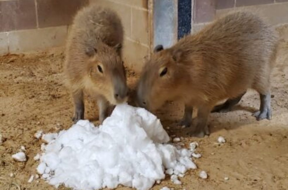 (Video) Animales de un zoológico disfrutan la nieve por primera vez