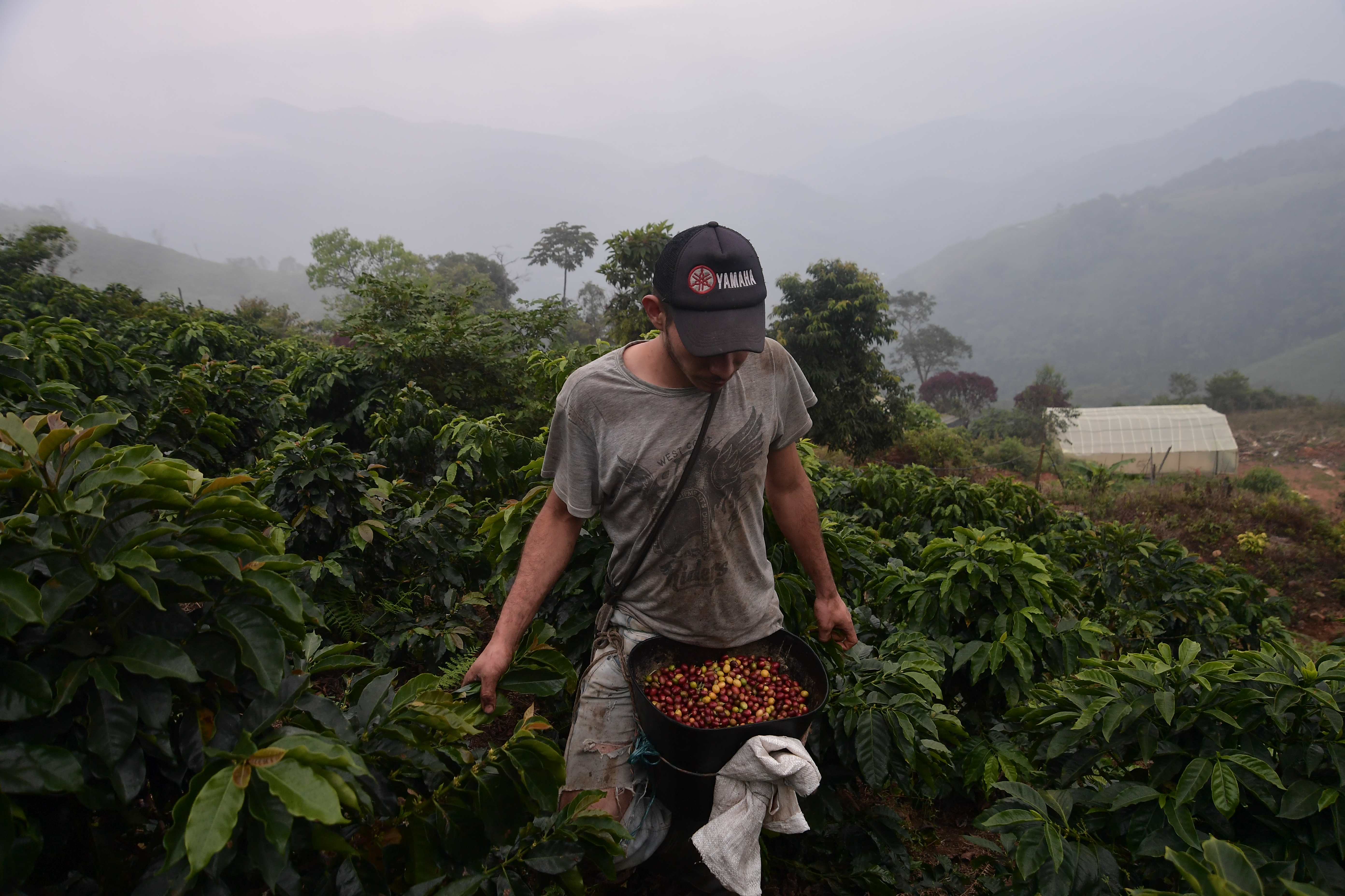 Producción de café cae un 6 % por lluvias y costo de fertilizantes