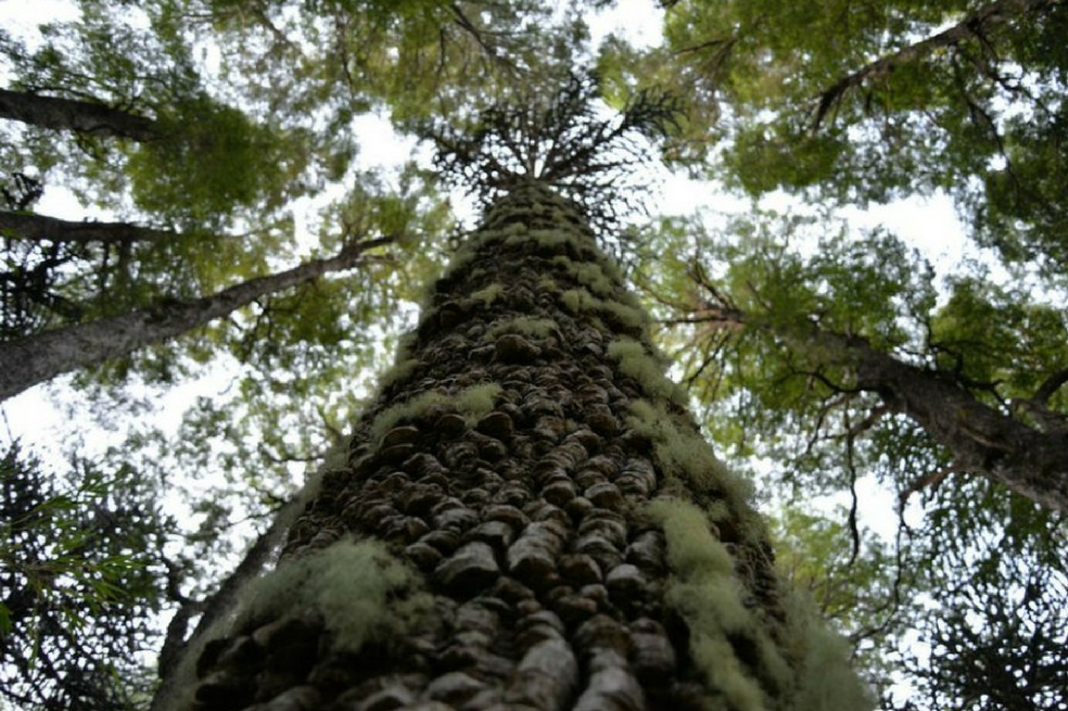Nuevo Bosque de Paz será plantado en Vaupés, Amazonas