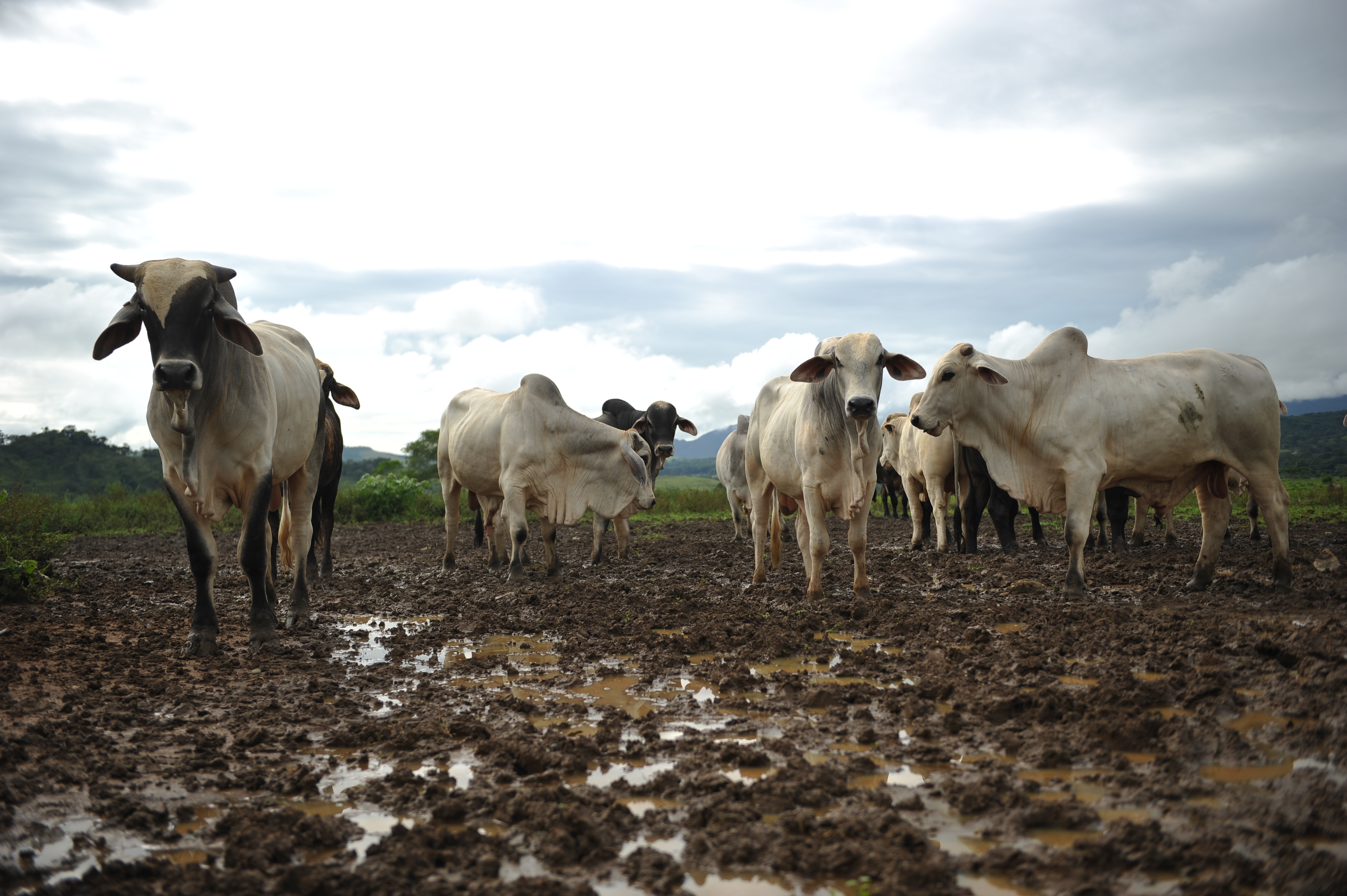 La zoonosis más común del planeta podría estar pasando inadvertida en Colombia