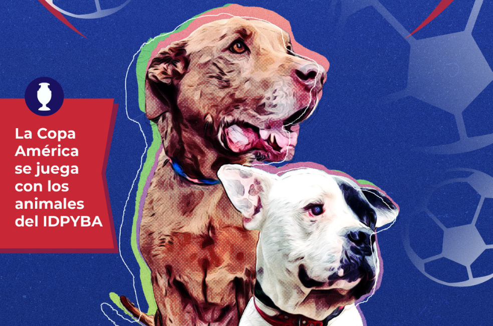 Anote el gol en la Copa de la Adopción: estos perritos buscan una familia en Bogotá