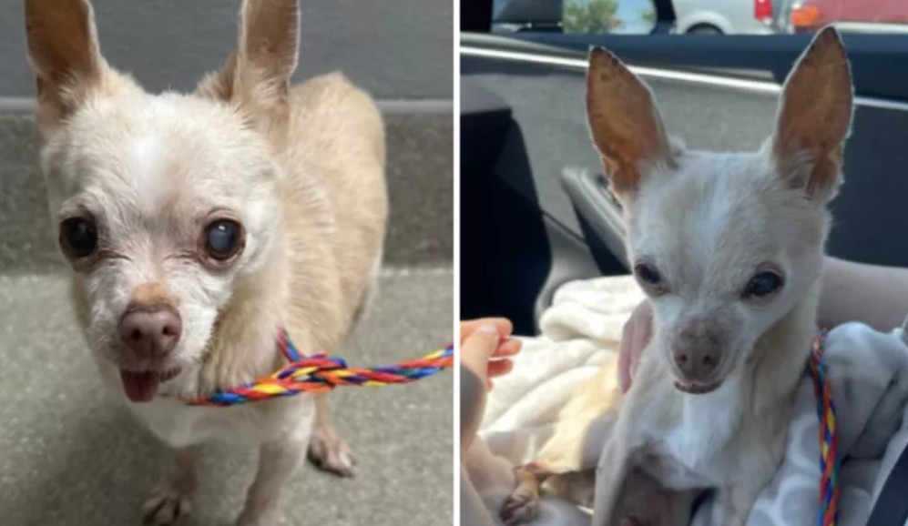Chihuahua de 14 años fue devuelta en condiciones críticas: esta es su historia