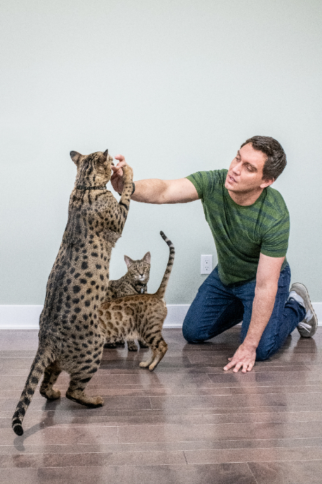 Datos curiosos sobre Fenrir, el gato más alto del mundo vivo | Guinness World Records