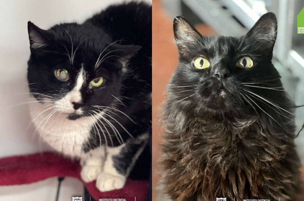 La amistad que une a Calvin y Perla: adóptelos y sea parte de su historia