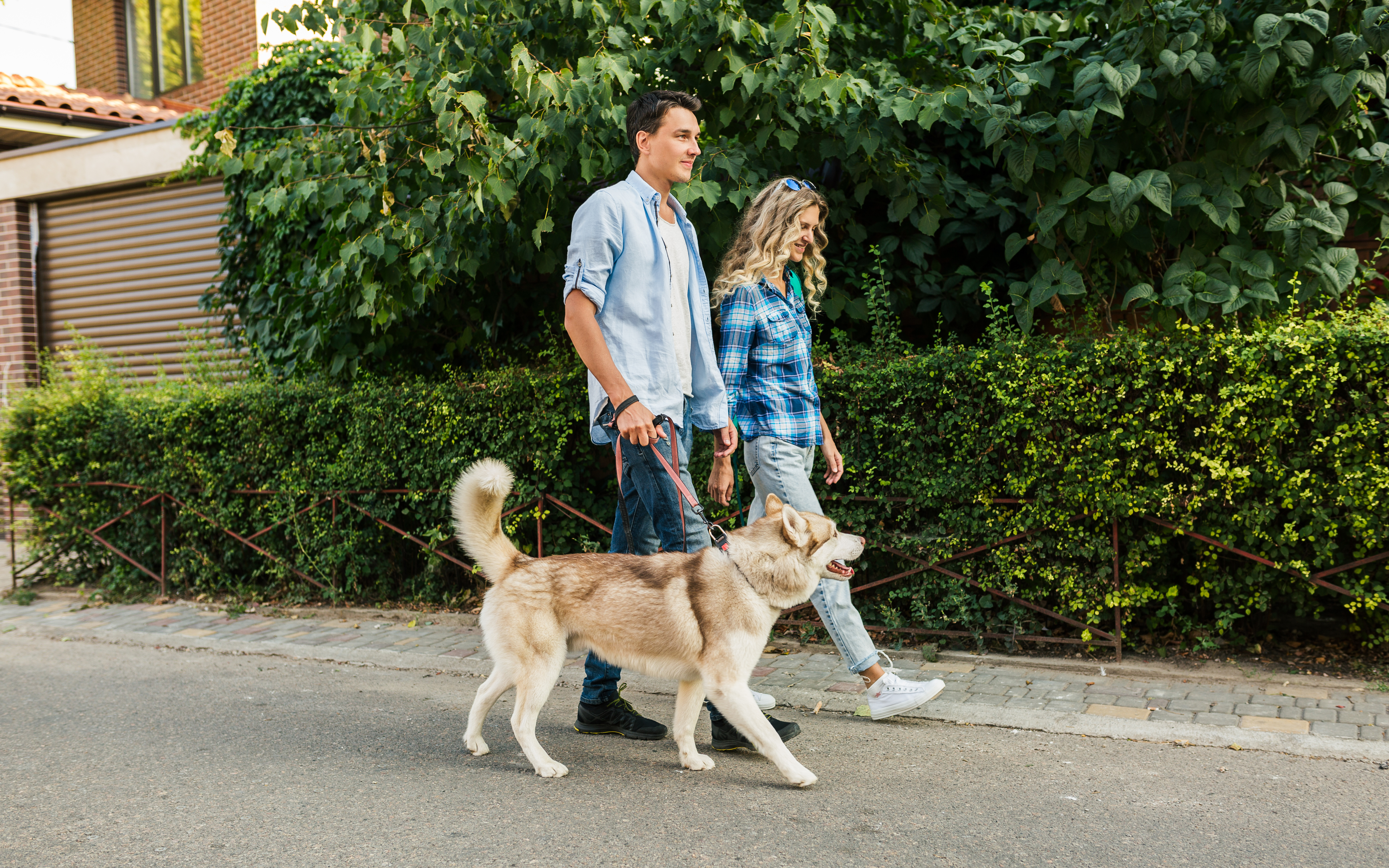 Universidades petfriendly: ahora perros pueden entrar a estas instituciones educativas