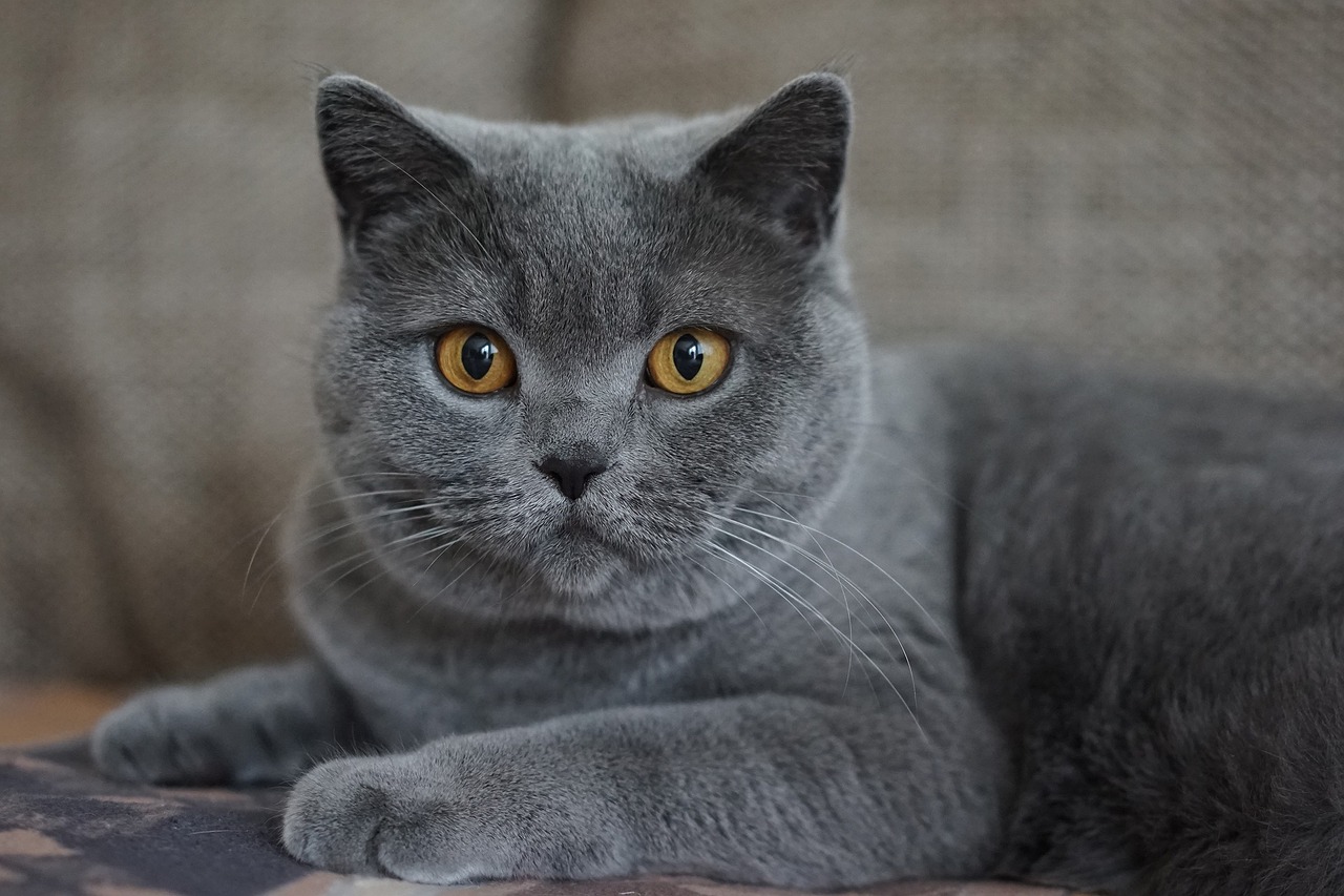 Esta es la personalidad de los gatos según su color