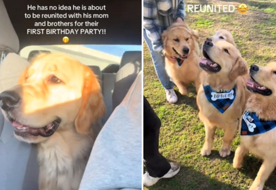 Así fue el cumpleaños de una camada de cachorros: se reencontraron con su madre