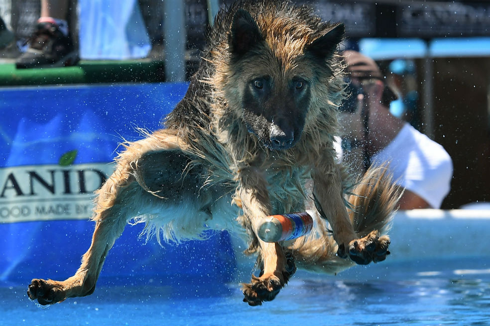 En imágenes: impresionantes saltos de perros