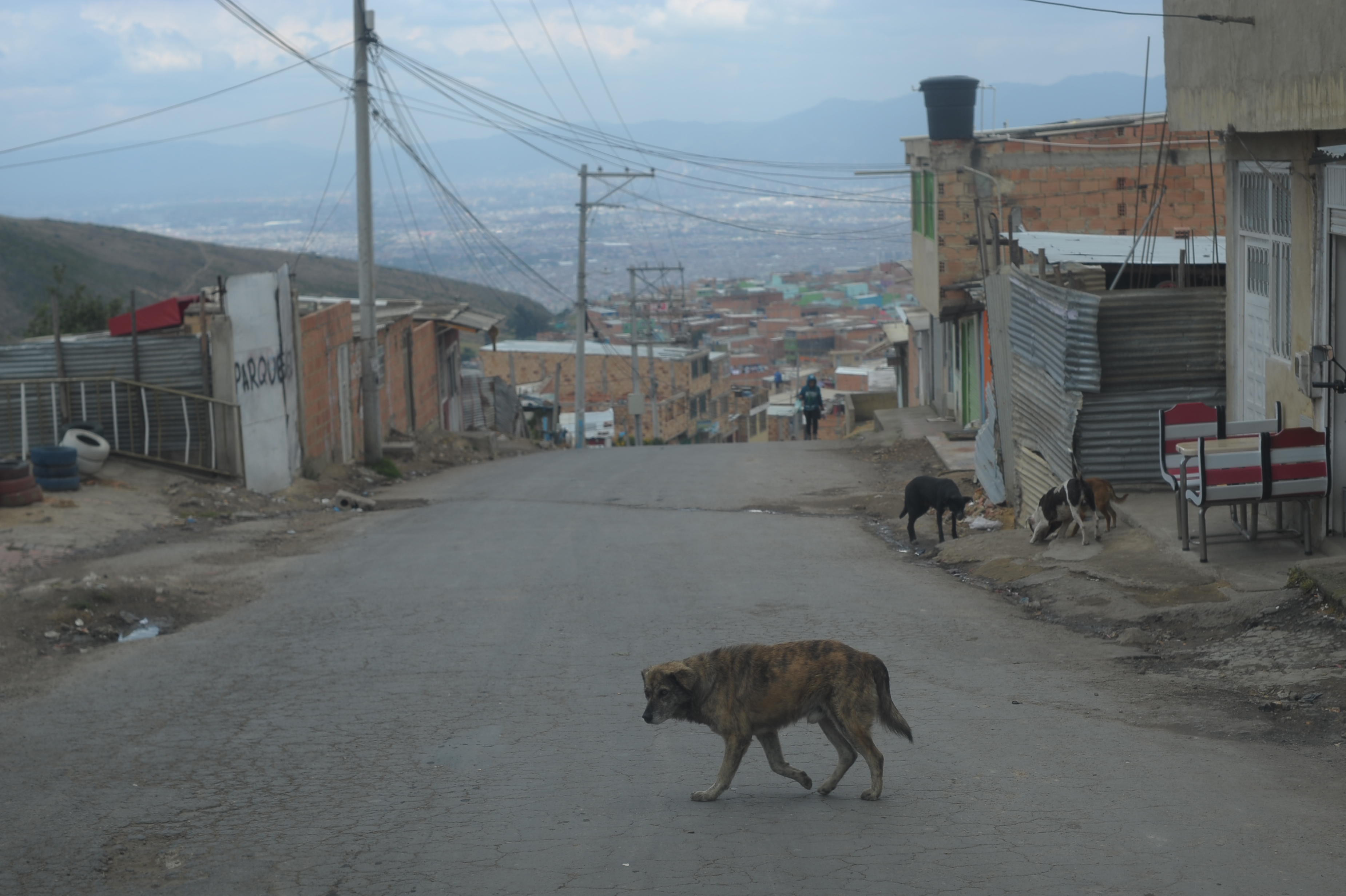 Murió perrita callejera que fue violada y apuñalada en un humedal de Bogotá