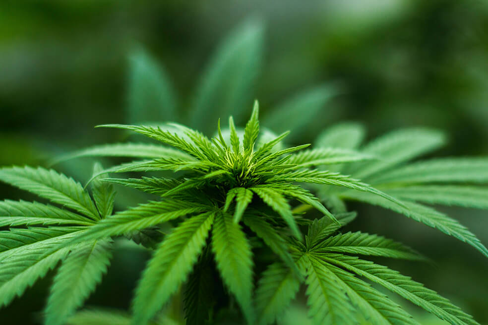 El modelo de agrofranquicias para cultivar cannabis farmacéutico
