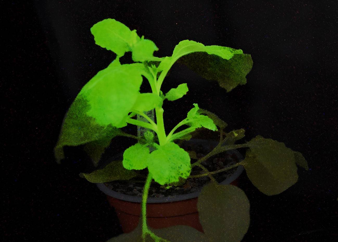 Científicos crean plantas que se iluminan al ser infectadas por plagas y enfermedades