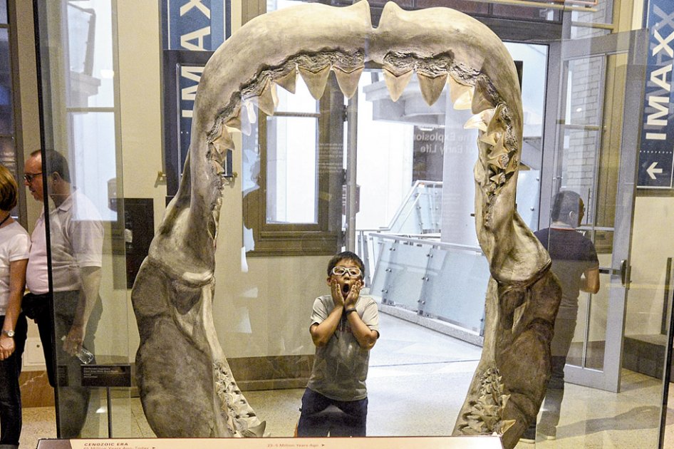 Con sorpresa un niño observa uno de los esqueletos del Museo de Historia Natural de Nueva York, abierto esta semana después de que sus empleados regresaran a trabajar tras la parálisis de más de dos semanas de las entidades federales. / EFE.