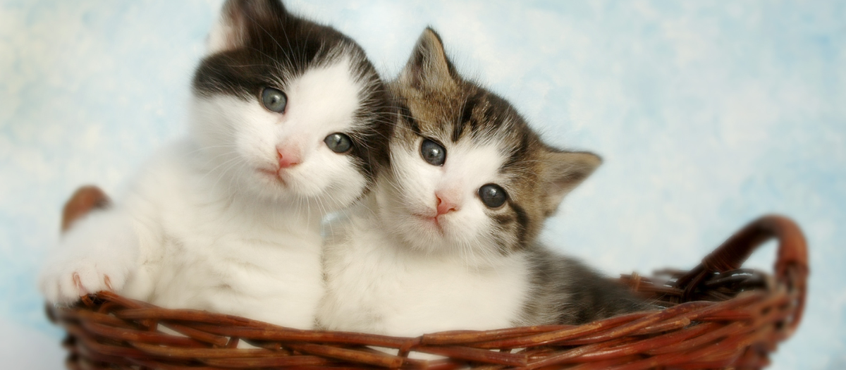 Nombres para gatas: 10 opciones originales para ponerle a tu mascota