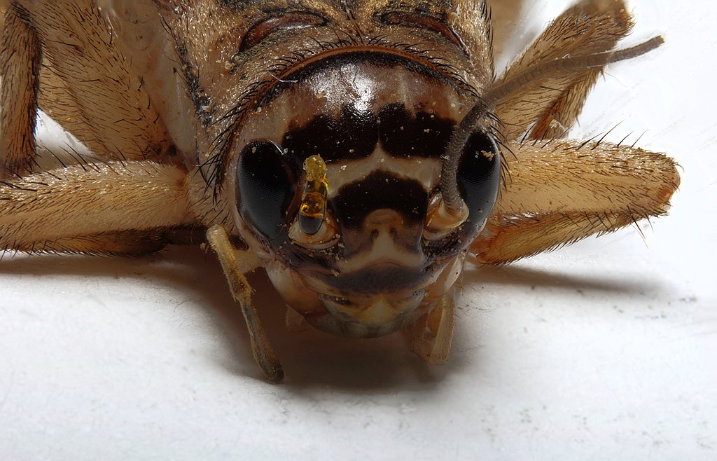 La dieta del futuro incluye insectos: Singapur ya aprobó el consumo humano de 16