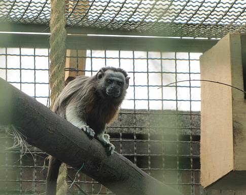 Noventa animales silvestres recuperarán su libertad en Cundinamarca