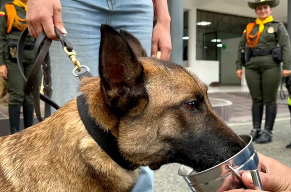 ¿Quiere adoptar a un perro o caballo de la Policía Nacional? Así puede hacerlo