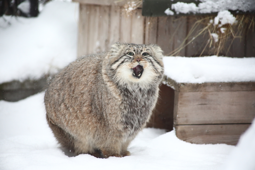 Manul, la especie de gato que, al parecer, habita en el monte Everest