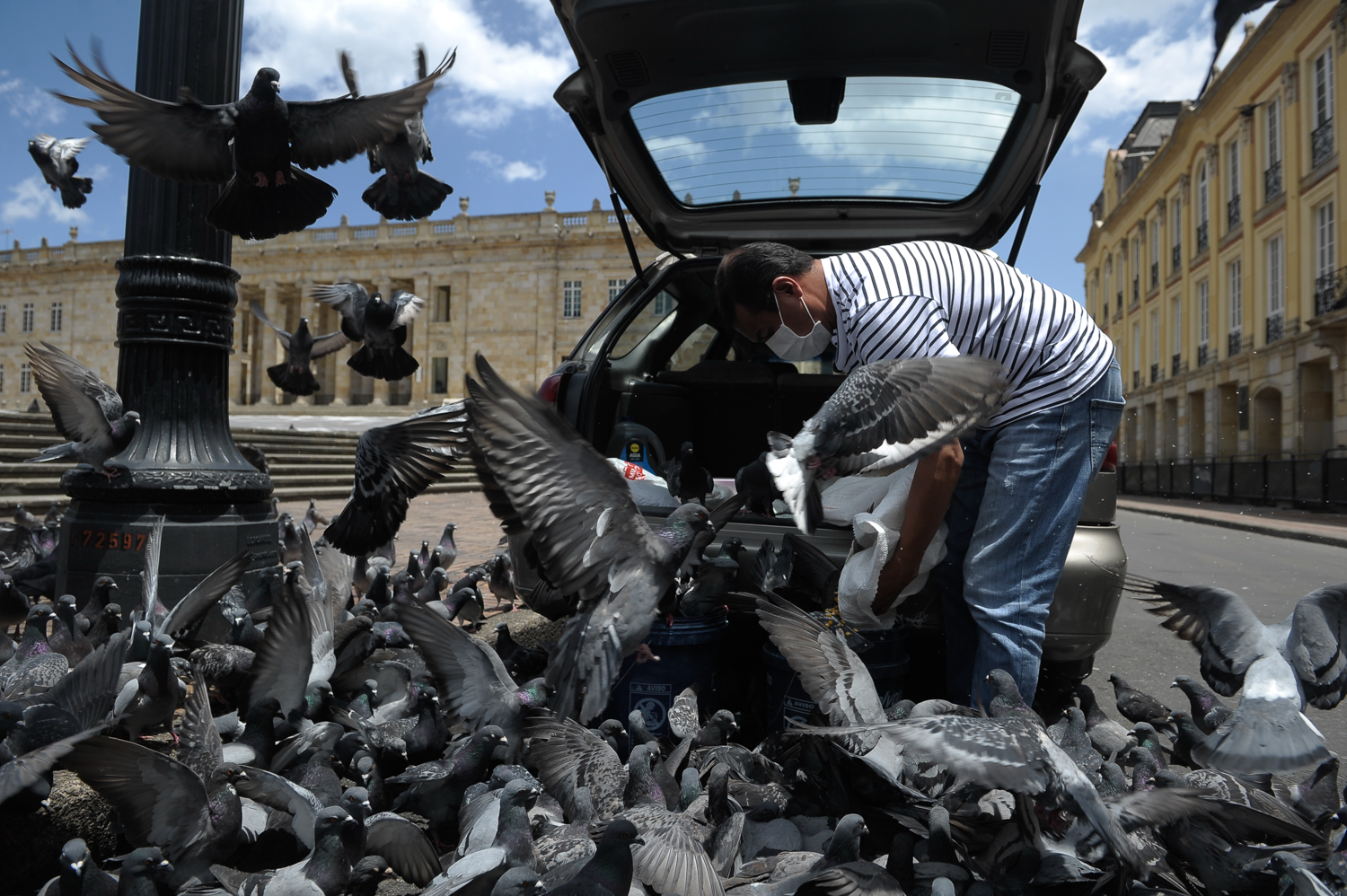 Cuando llega, como si lo reconocieran, las palomas se lanzan sobre su carro y sobre él dándole la bienvenida. Edisson tiene dos barriles que llena de alimento para lanzarlo hacia los animales. Le cuesta caminar con ellos, por el peso del maíz y porque en este momento tiene encima decenas de estas aves que intentan alimentarse.