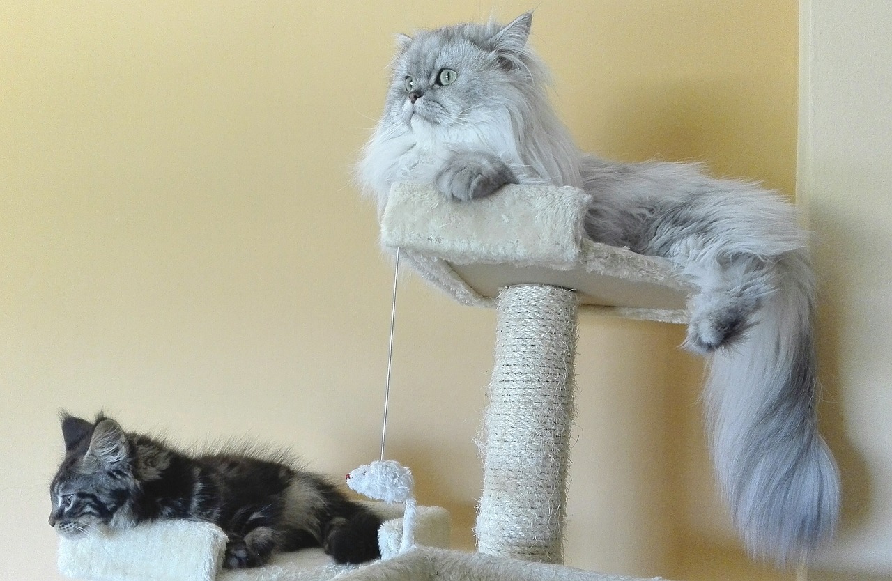 ¿Cuál es el mejor lugar para poner el rascador del gato?