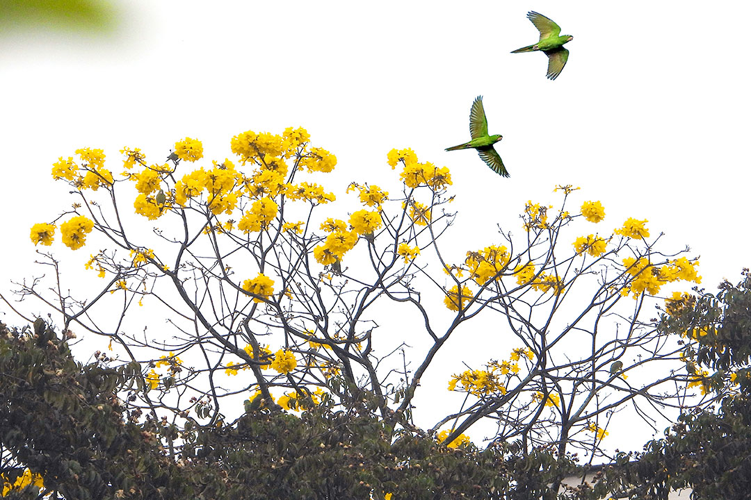 Autoridades piden respetar la fauna silvestre durante la Feria de las Flores