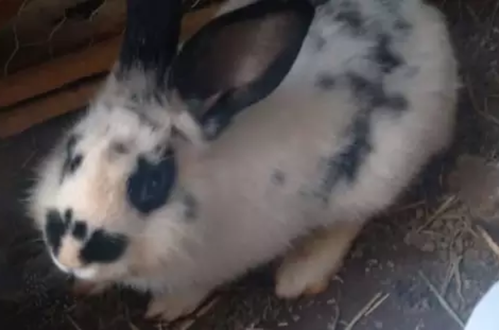 Niño ingresó a una veterinaria y acabó con la vida de 23 animales