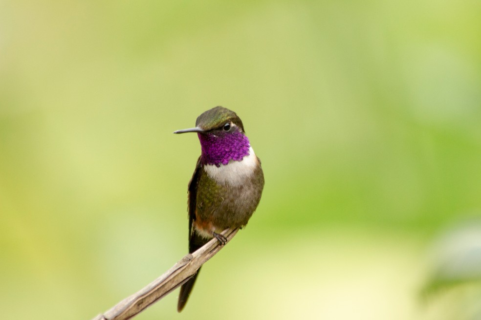 Colibrí de Mitchell