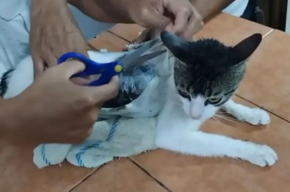 Rescatan a un gato que era utilizado para ingresar drogas a una cárcel