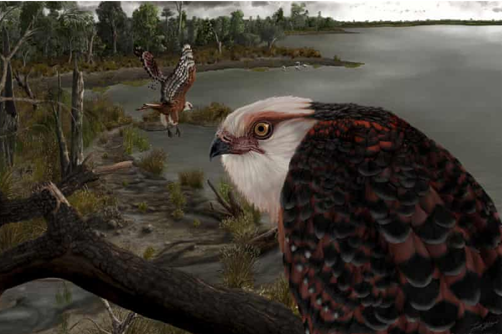 Encuentran fósil de la que sería una de las especies de aves rapaces más antiguas