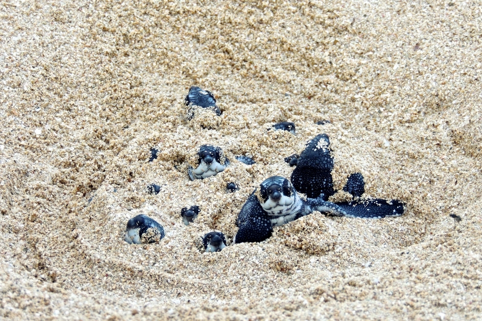Tanto calor estaría causando un matriarcado en las tortugas marinas
