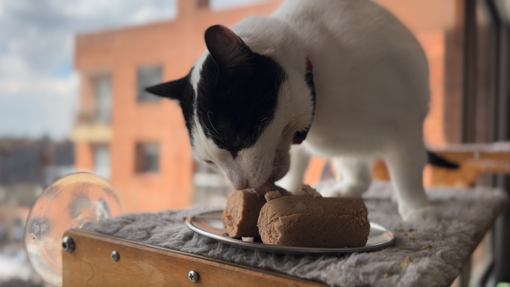 De la patita de Pixie a la ciencia del plato: la revolución de la comida húmeda en Colombia