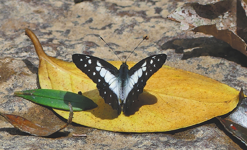 'Catasticta sisamnus telasco'. / Fredy Montero
