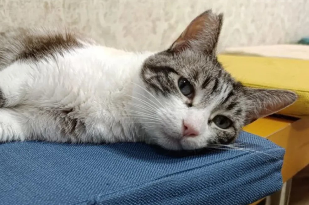 “Necesita un hogar de verdad”: devuelven a Roma al refugio, gata recién adoptada