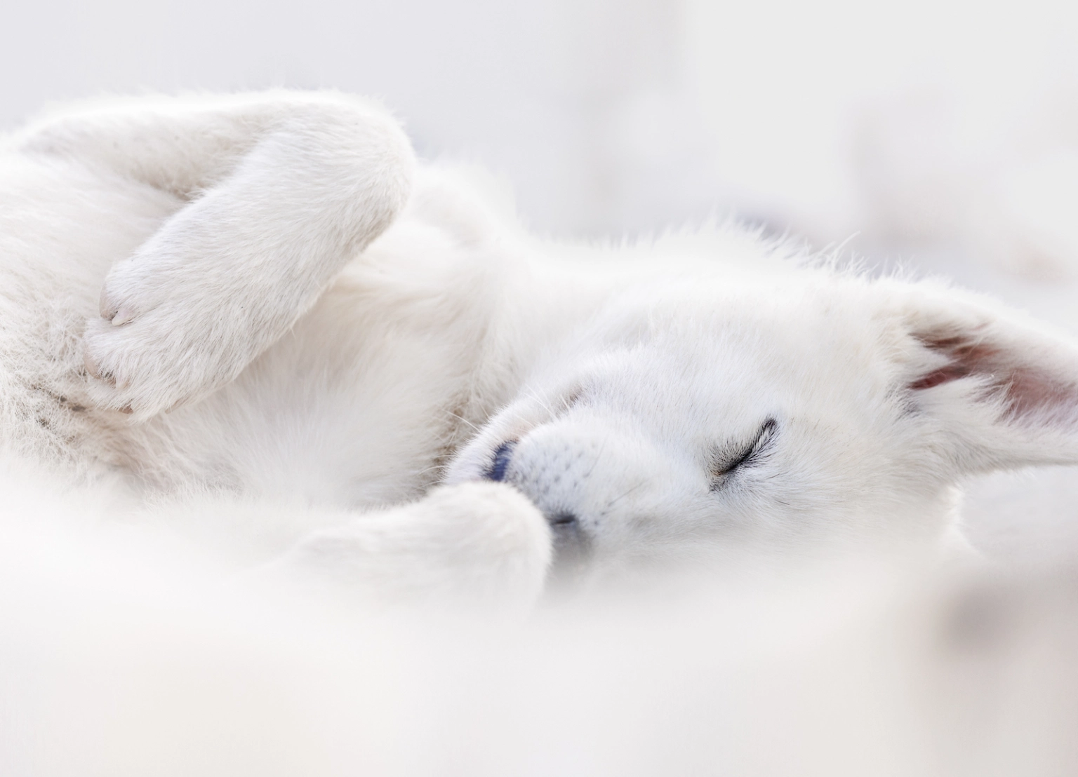 La fotógrafa Joanne Liu muestra en esta imagen un ejemplar de perros de Groenlandia, según la página web del concurso. Son animales utilizados en Groenlandia como perros de trineos que en esta imagen se comportan en su hábitat natural en tierras que les proporcionó el Gobierno.