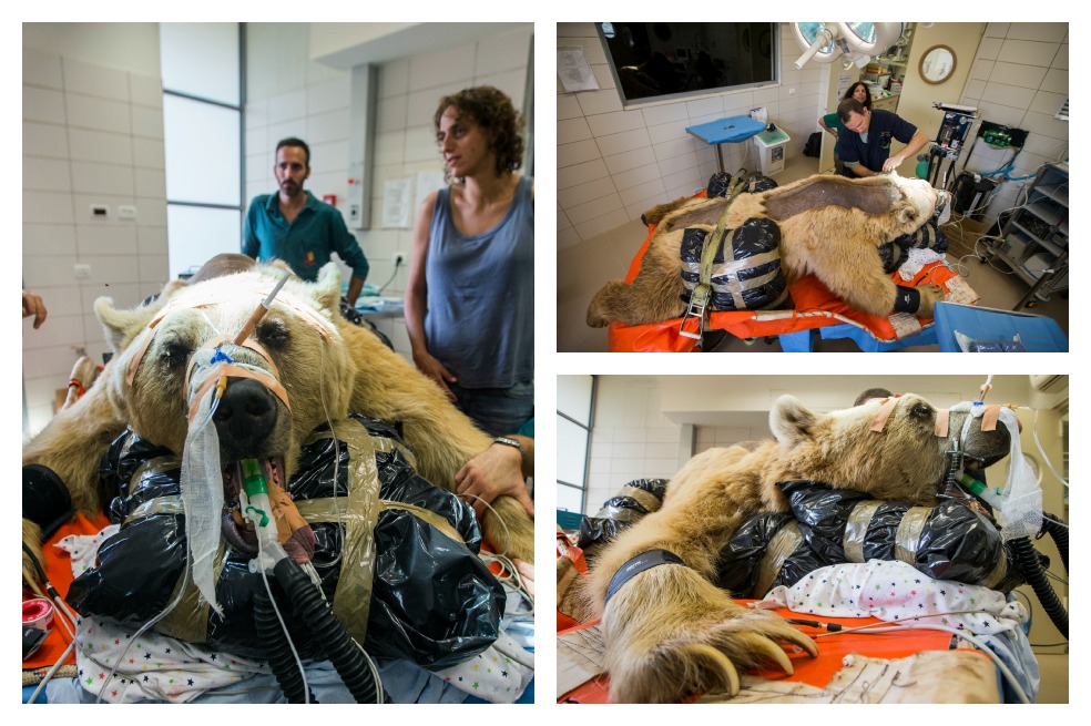 Oso sirio de 250 kilos fue operado con éxito
