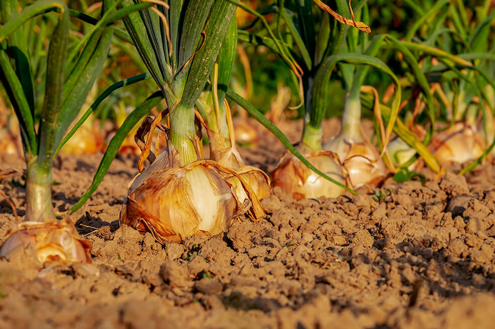 Gobierno lanza nueva línea de crédito para la reactivación agropecuaria
