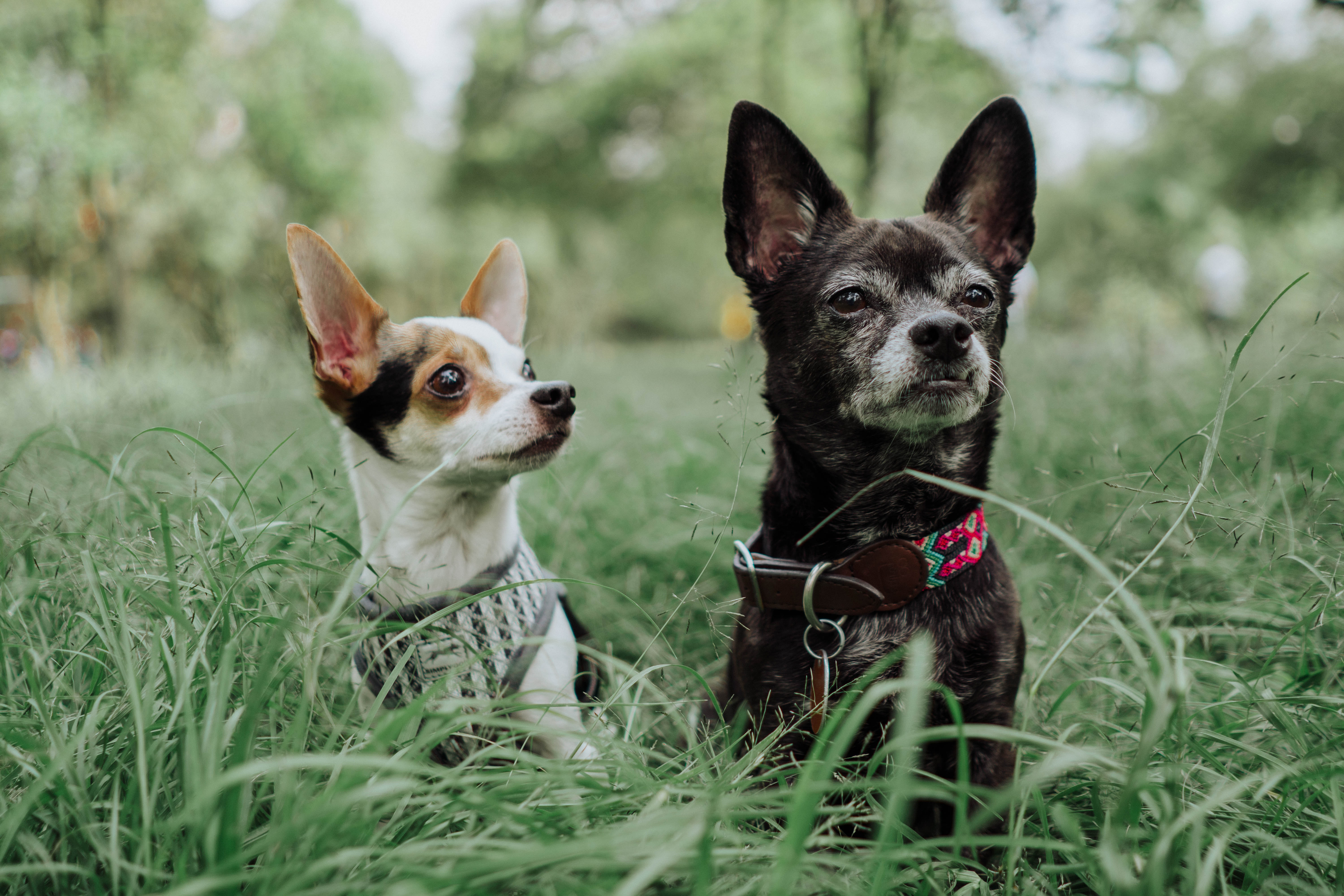 ¿Qué significa cuando un perro le ladra mucho a una persona?