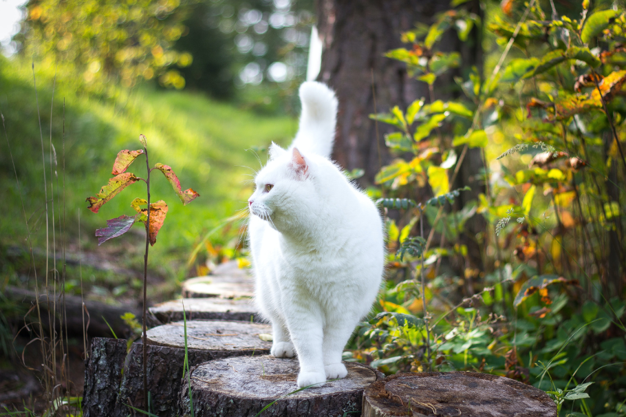 ¿Por qué los gatos se van de la casa? Aquí te contamos la razón