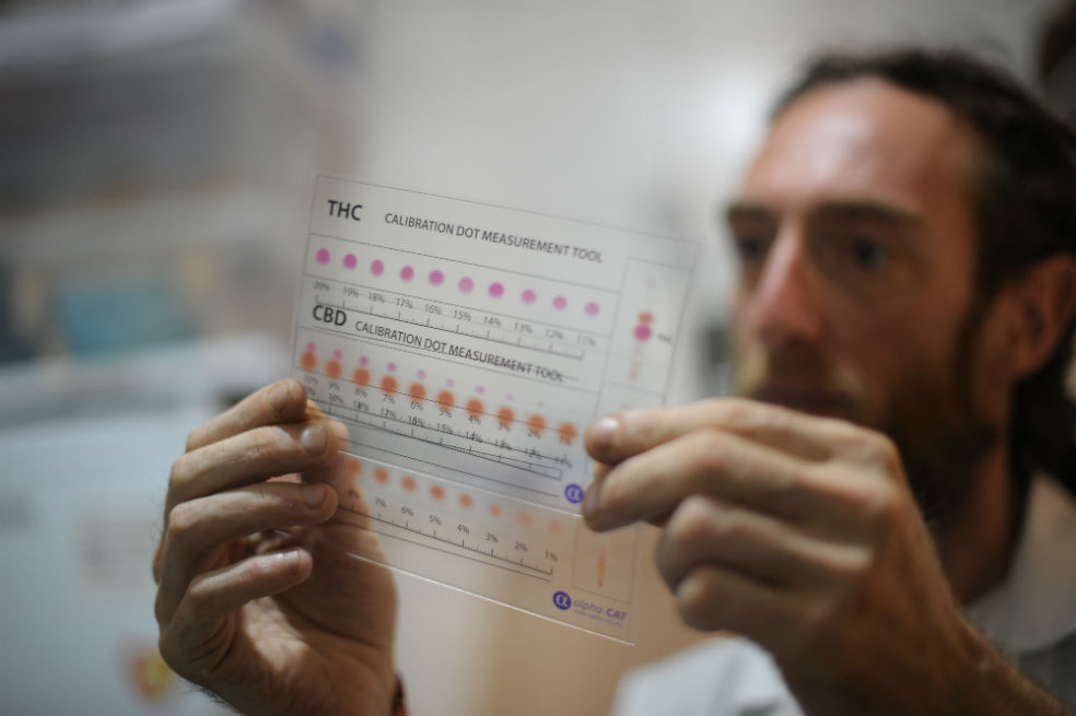 Un ingrediente del cannabis podría ayudar en el tratamiento para la esquizofrenia