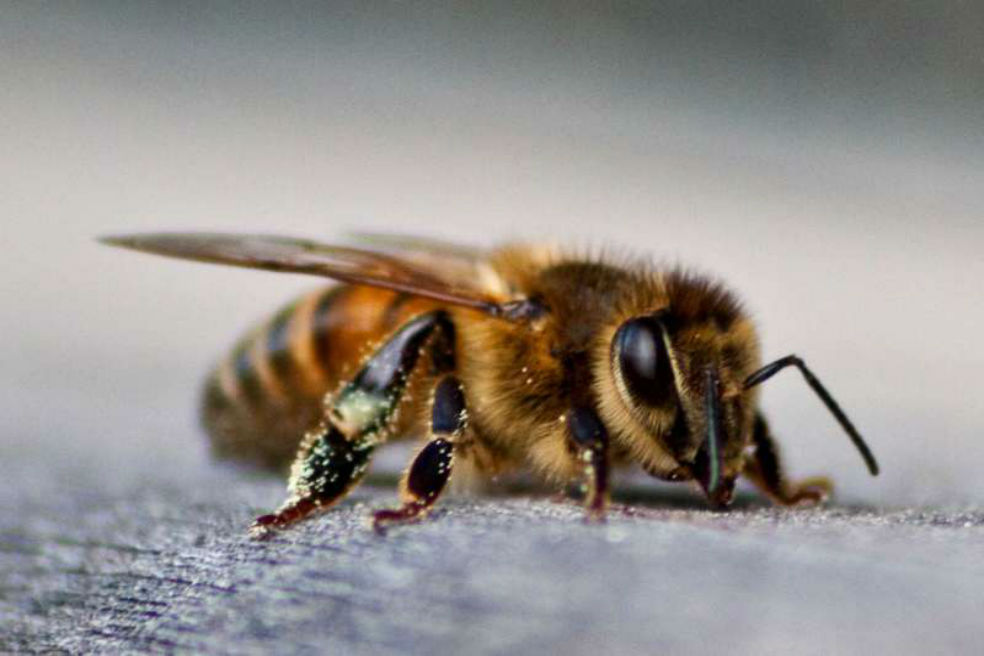En solo una década desapareció hasta el 67% de los insectos en unas zonas de Alemania