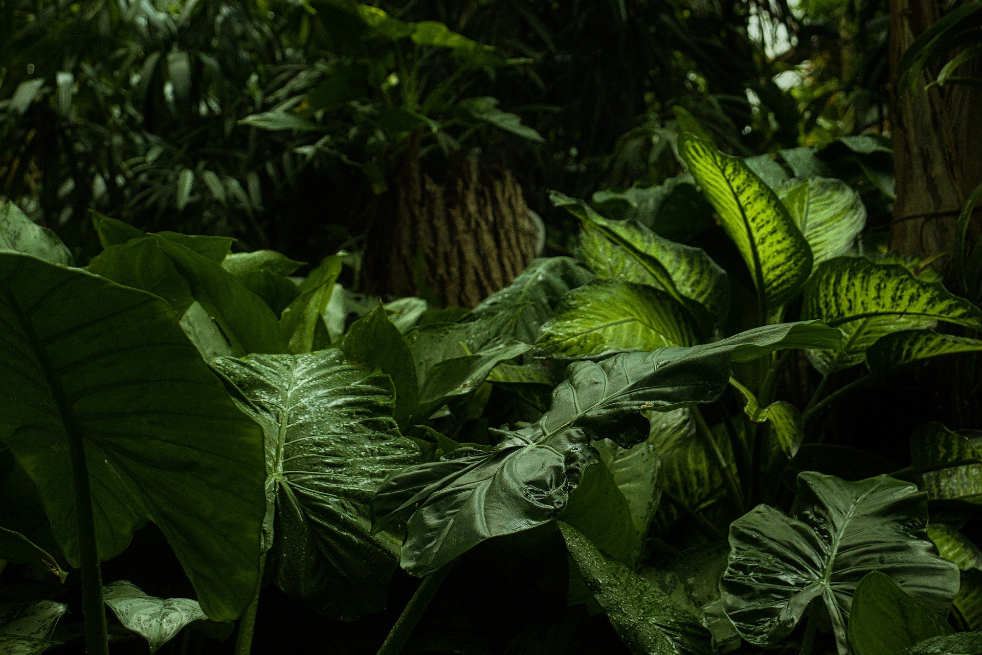 Bosques tropicales deforestados se recuperan mejor en tierras abandonadas