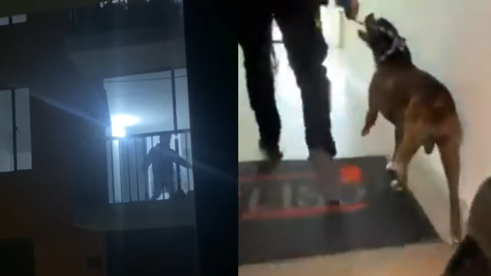 Buscan a sujeto que causó indignación por patear brutalmente a su perro en Cajicá