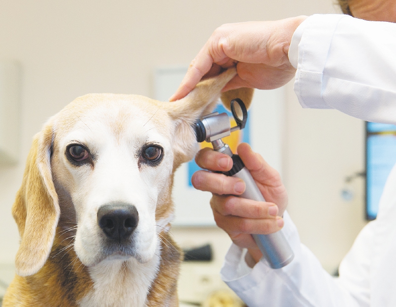 Zoonosis tendrá hasta unidad neonatal para perros y gatos