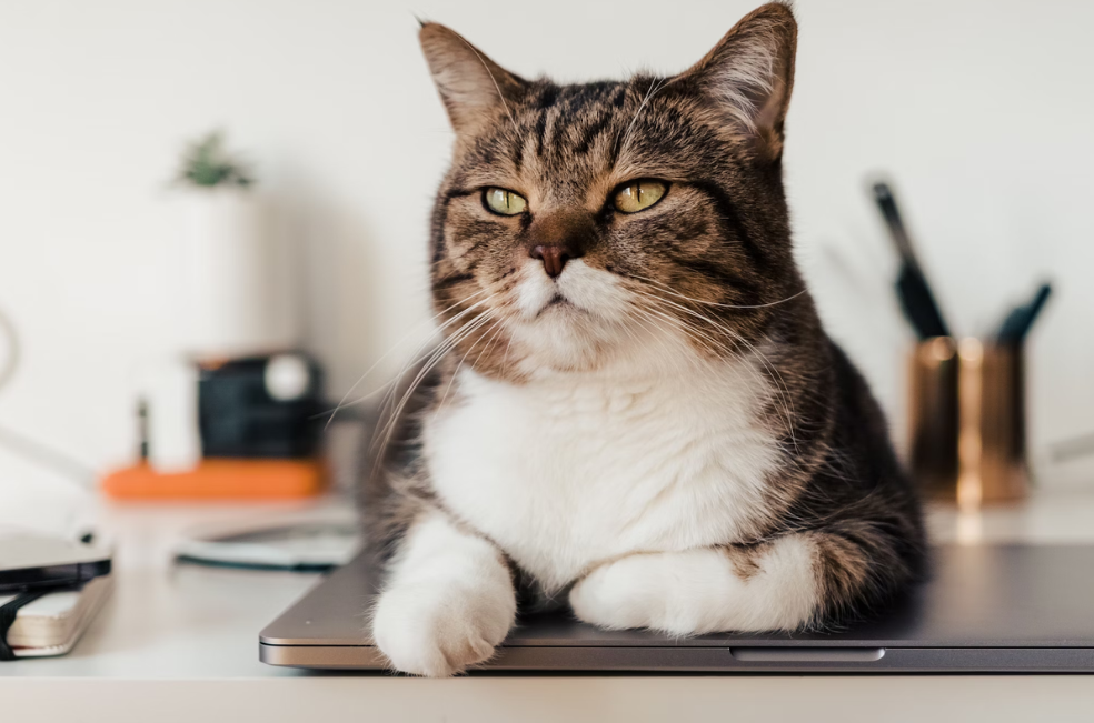 ¿Qué sienten los gatos cuando se cambia de casa?