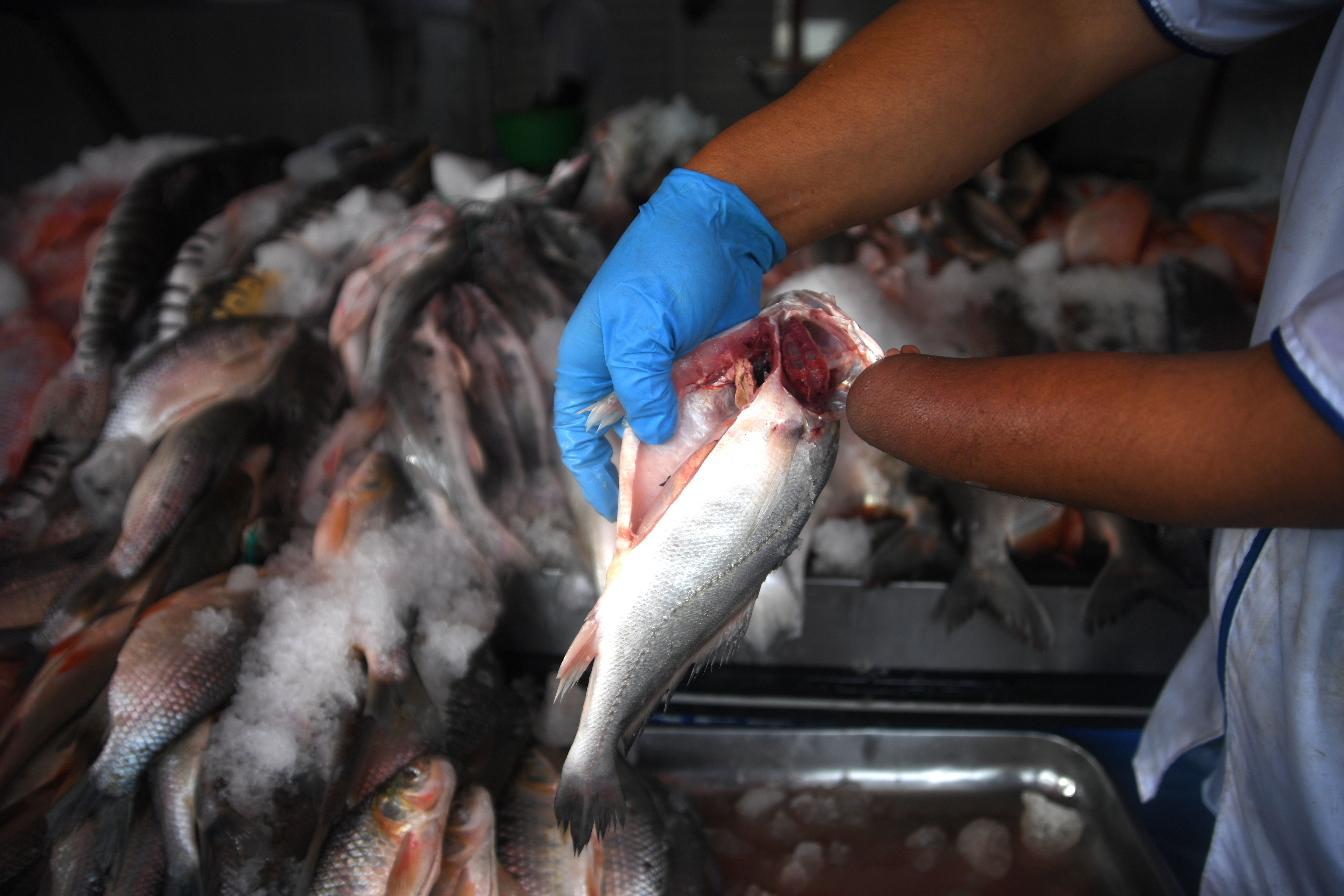 Consejos para elegir pescado en Semana Santa, evitar el mercurio y cuidar su salud
