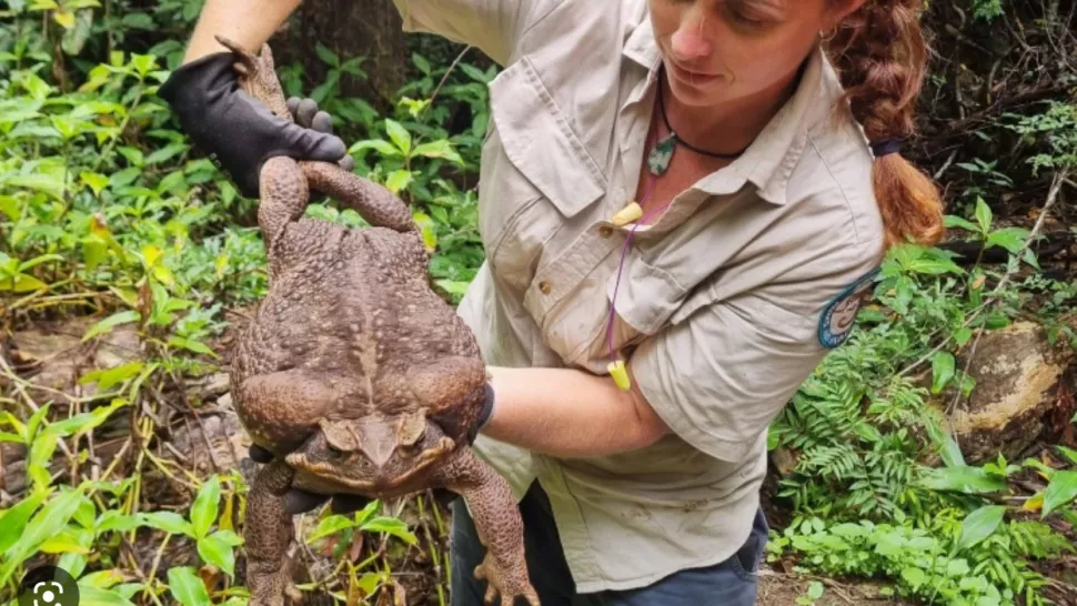 La gigantesca rana hallada en Australia que podría ser la más grande del mundo