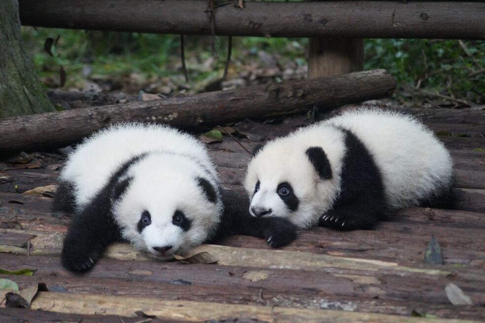 Tres animales salvados de la extinción por los seres humanos