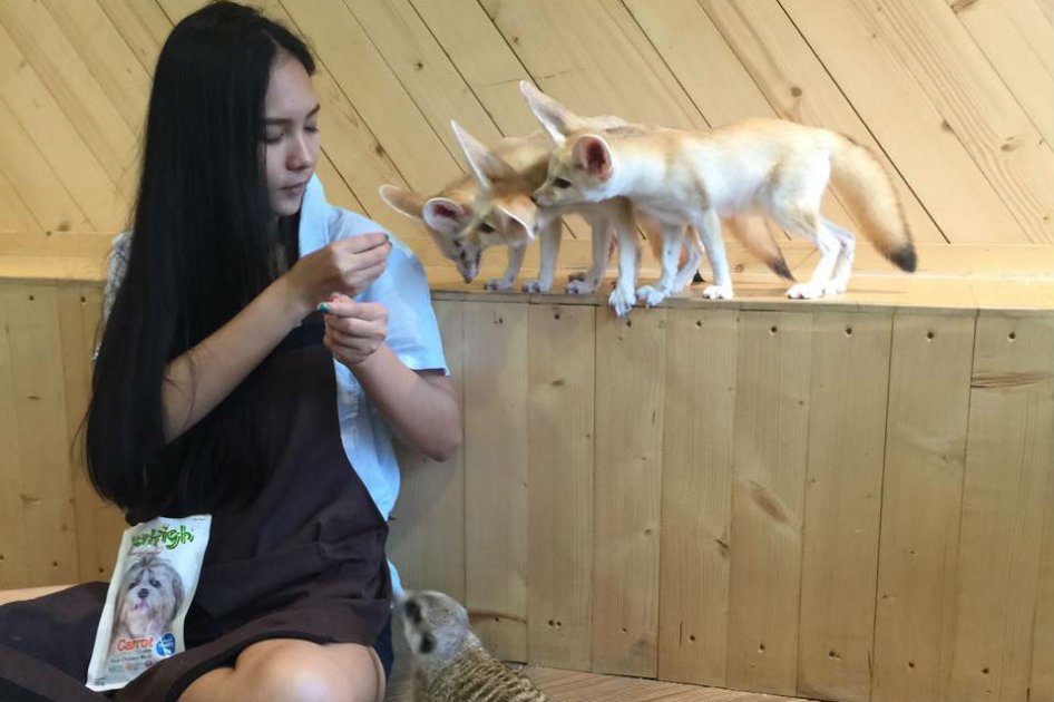 Un café entre animales exóticos, la última atracción en Tailandia