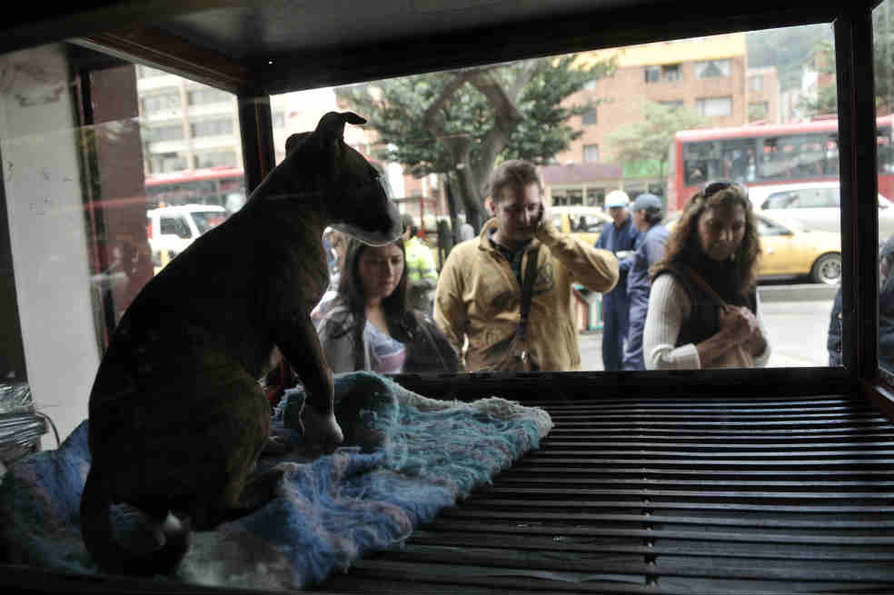 Animales tendrán refugio en Bogotá