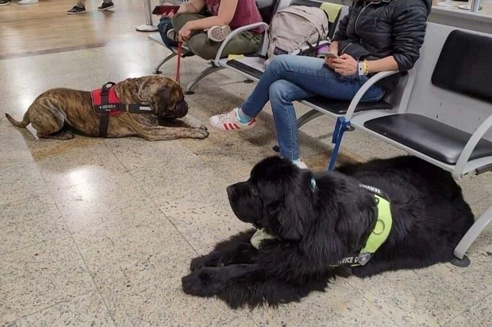 ¿Cómo viajar con mi mascota en terminales de transporte? Estos son los requisitos