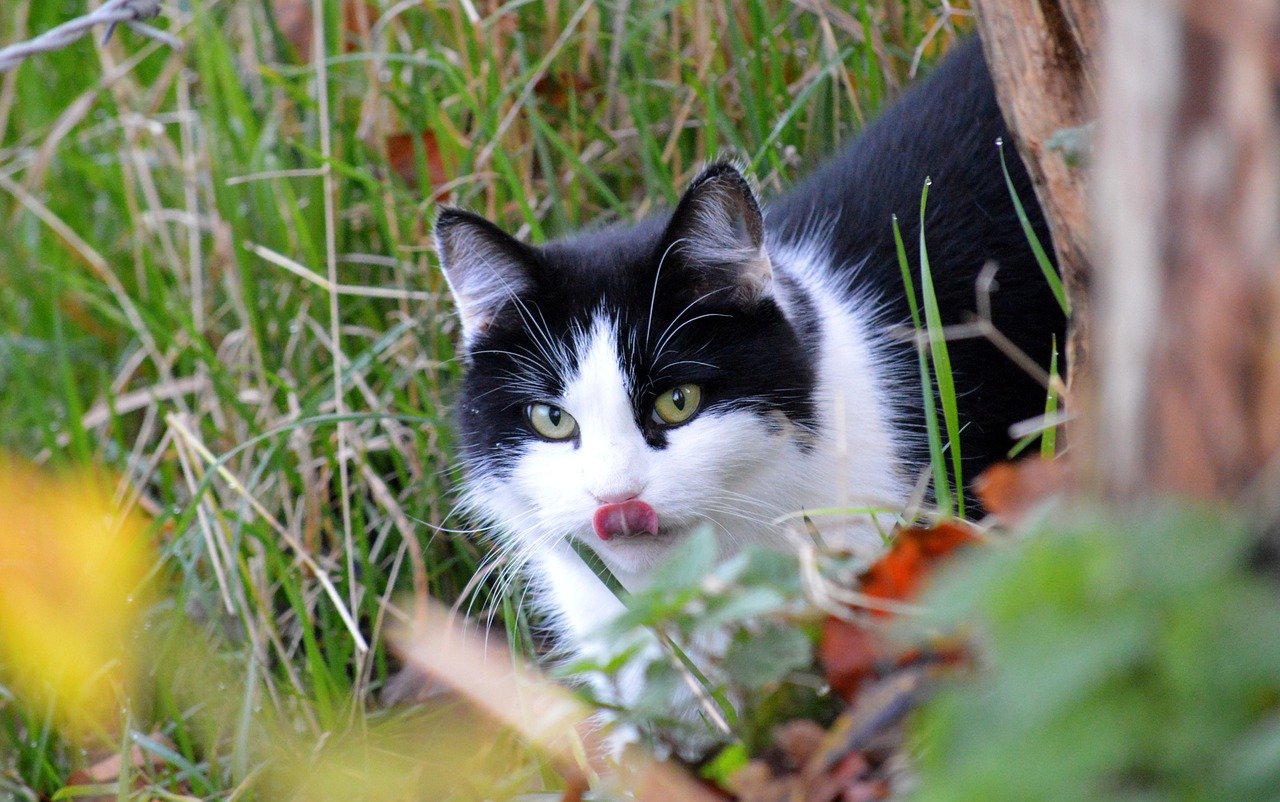 ¿Por qué los gatos comen hierbas y luego las vomitan?